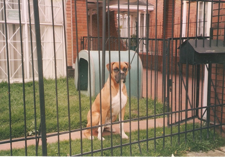 perros y mascotas especies menores